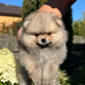 Jax Pomeranian