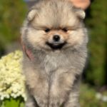 Jax-male-Pomeranian-puppy-for-sale-2