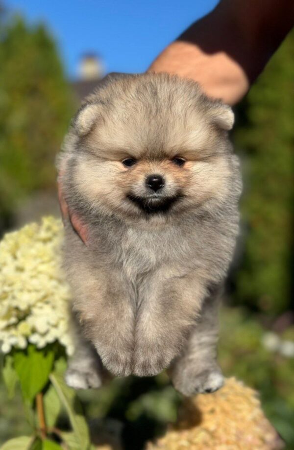 Jax Pomeranian