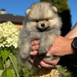 Jax-male-Pomeranian-puppy-for-sale-3