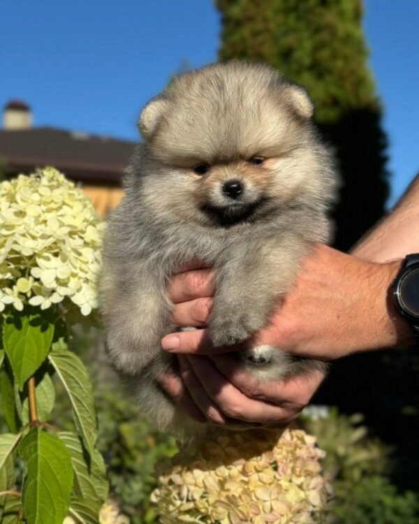 Jax Pomeranian