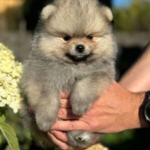 Jax Pomeranian