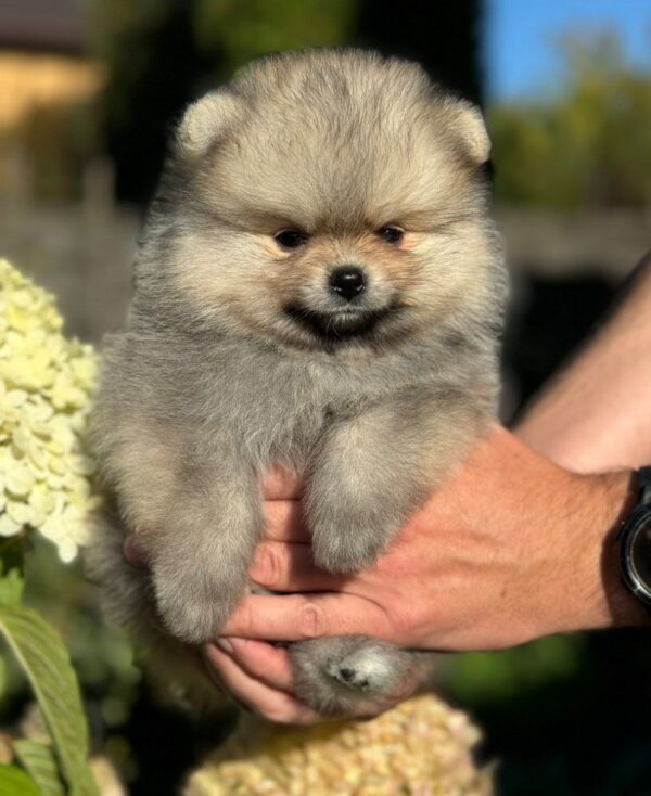 Jax Pomeranian