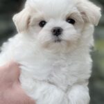 Jazz-male-Maltese-puppy-for-sale-2