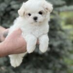 Jazz-male-Maltese-puppy-for-sale-3