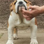 Jeannot-male-English-bulldog-puppy-for-sale-1 (1)