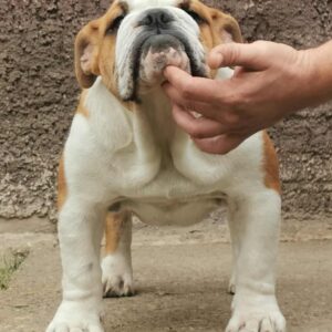 Jeannot English Bulldog