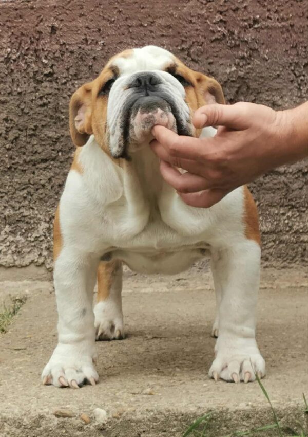 Jeannot English Bulldog