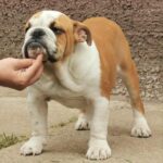 Jeannot-male-English-bulldog-puppy-for-sale-1 (2)