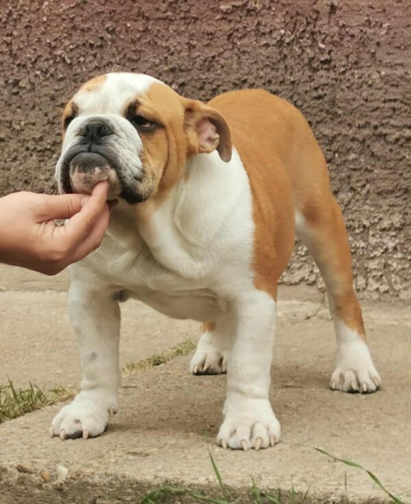 Jeannot English Bulldog