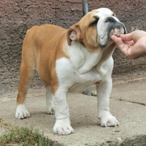 Jeannot English Bulldog