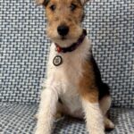 Jemisina-female-Fox-puppy-for-sale-1