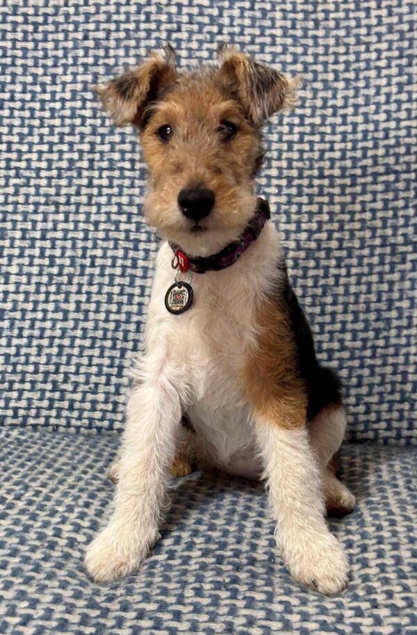 Jemisina Fox Terrier