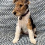 Jemisina-female-Fox-puppy-for-sale-2