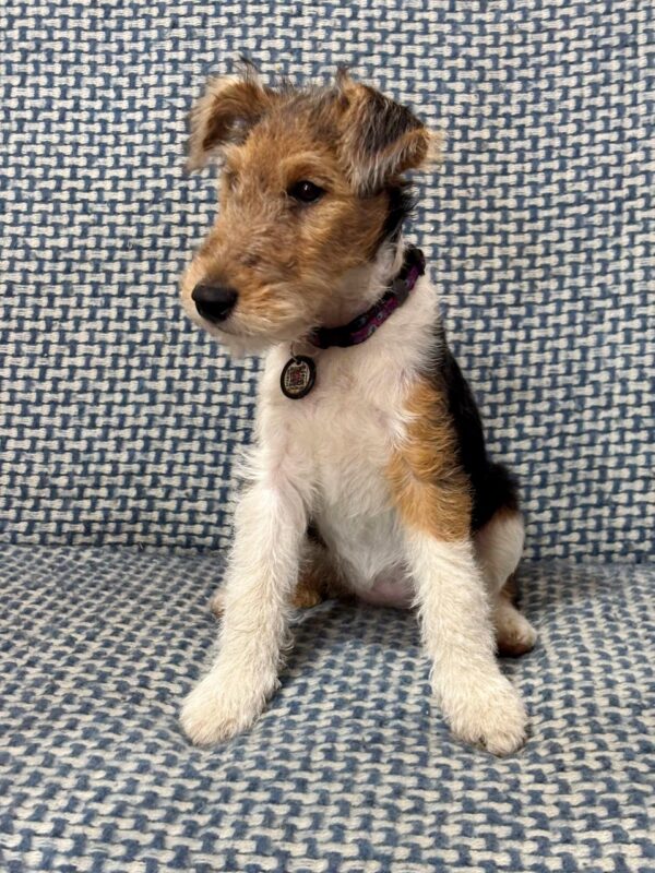 Jemisina Fox Terrier