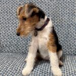 Jemisina-female-Fox-puppy-for-sale-3