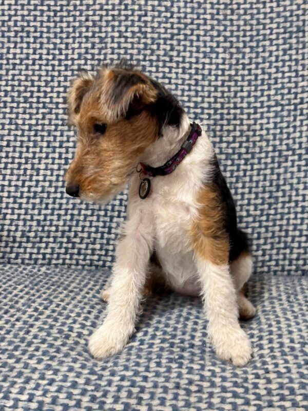 Jemisina Fox Terrier