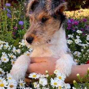 Jemisina Fox Terrier