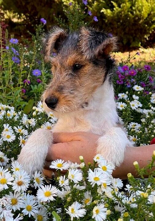 Jemisina Fox Terrier