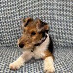 Jemisina-female-Fox-puppy-for-sale-5
