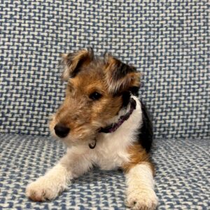 Jemisina Fox Terrier