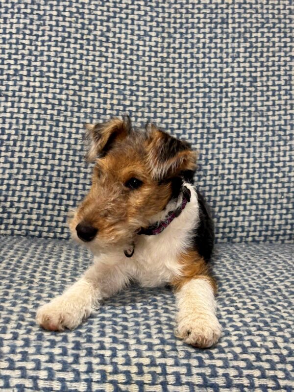 Jemisina Fox Terrier