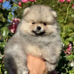 Jemma-female-Pomeranian-puppy-for-sale-1