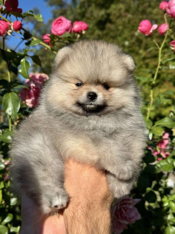 Jemma Pomeranian