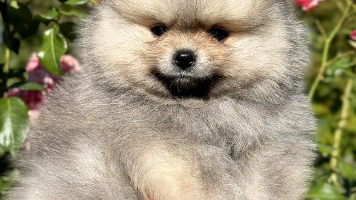 Pomeranian Puppies for Sale Healthy, Purebred Dogs from NewDoggy