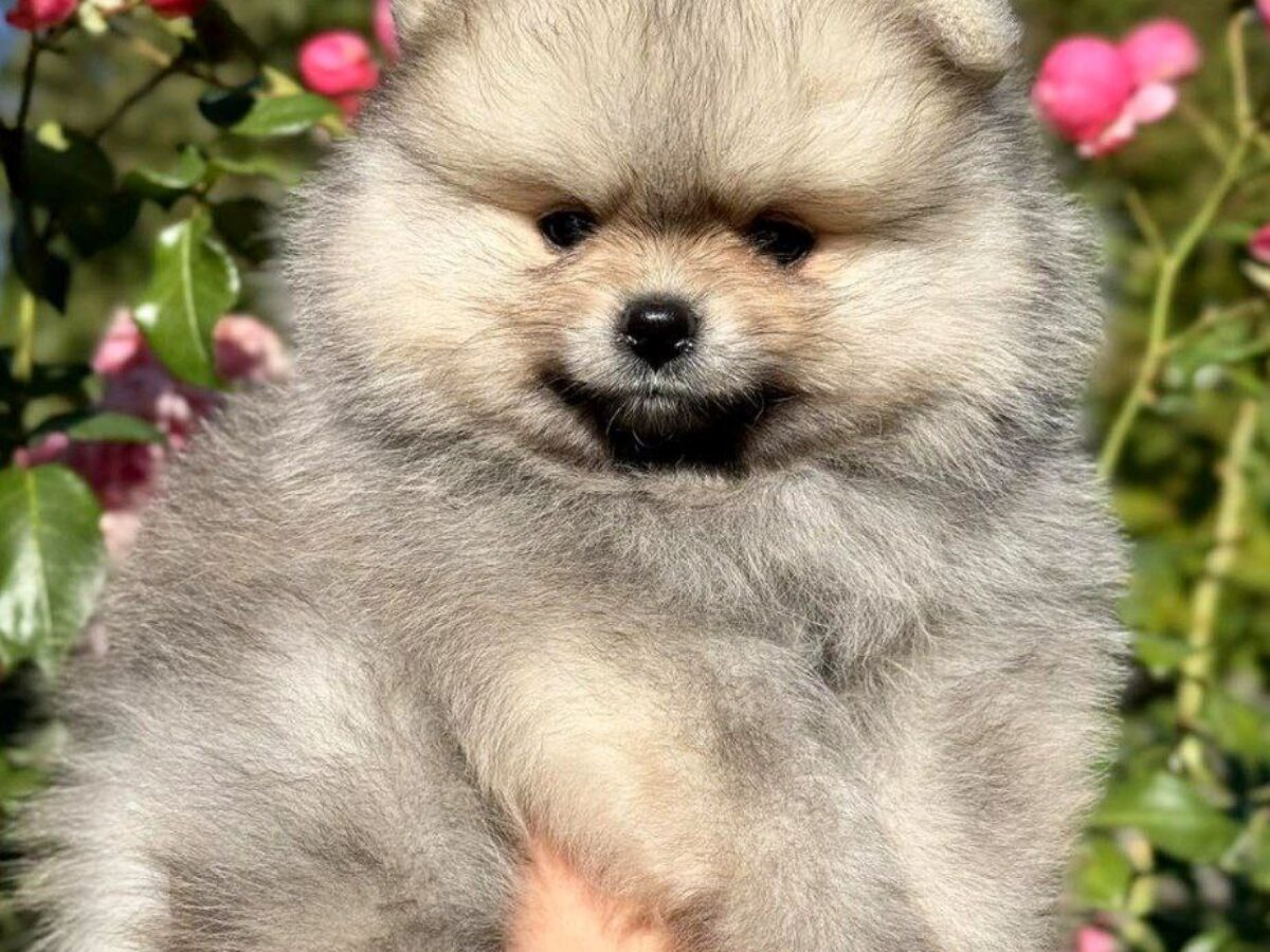 Pomeranian Puppies for Sale Healthy, Purebred Dogs from NewDoggy