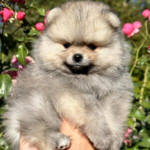 Jemma Pomeranian