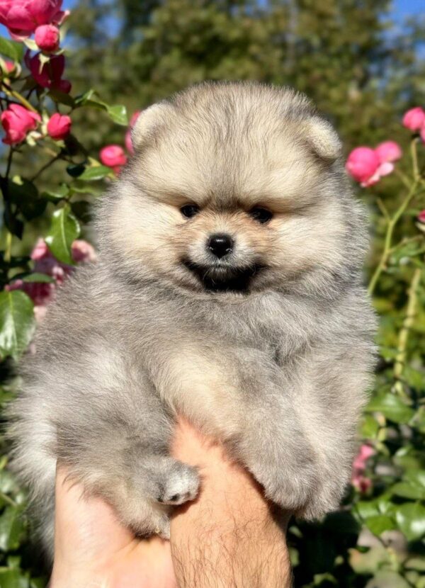 Jemma Pomeranian