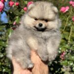 Jemma-female-Pomeranian-puppy-for-sale-3