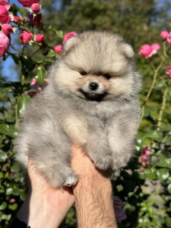Jemma Pomeranian
