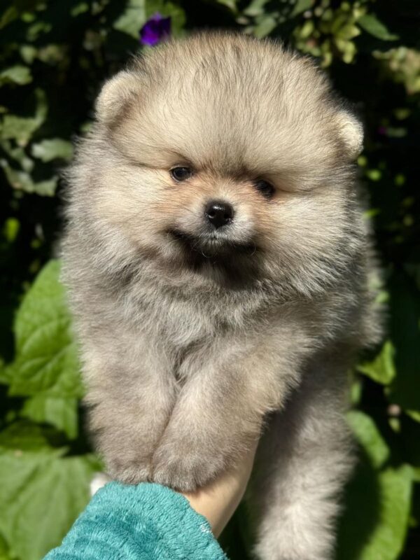 Jemma Pomeranian