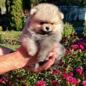 Jemma Pomeranian