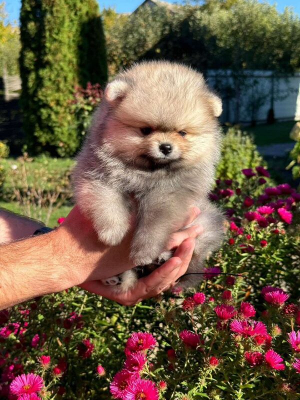 Jemma Pomeranian