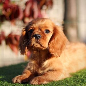 Jeremiah Cavalier King Charles Spaniel