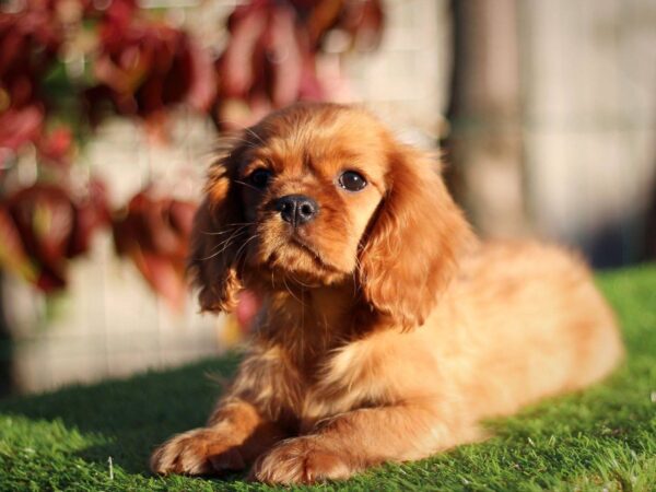 Jeremiah Cavalier King Charles Spaniel