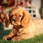 Jeremiah-male-Cavalier-King-Charles-Spaniel-puppy-for-sale-1 (2)