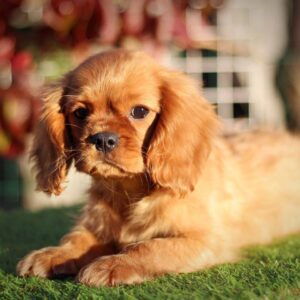 Jeremiah Cavalier King Charles Spaniel