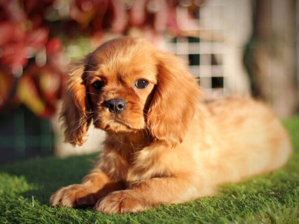 Jeremiah Cavalier King Charles Spaniel