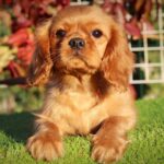 Jeremiah-male-Cavalier-King-Charles-Spaniel-puppy-for-sale-1 (3)
