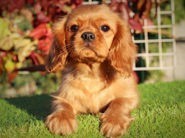 Jeremiah Cavalier King Charles Spaniel