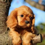 Jeremiah-male-Cavalier-King-Charles-Spaniel-puppy-for-sale-1 (4)