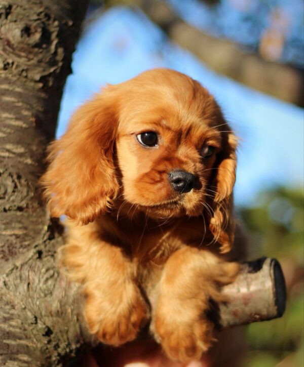 Jeremiah Cavalier King Charles Spaniel