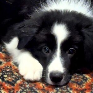 Jet Border Collie