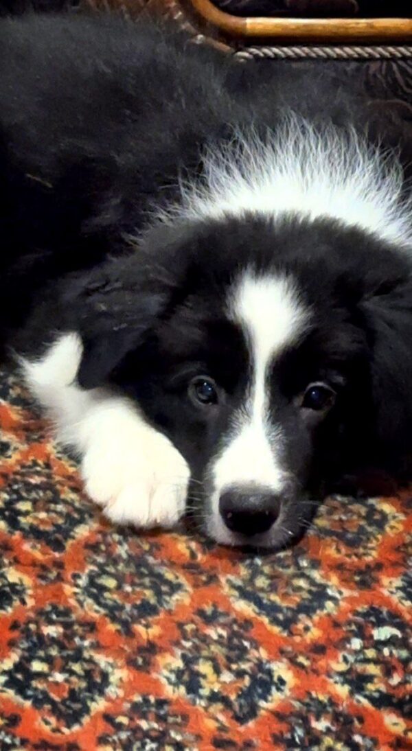 Jet Border Collie