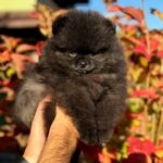 Jett-male-Pomeranian-puppy-for-sale-1