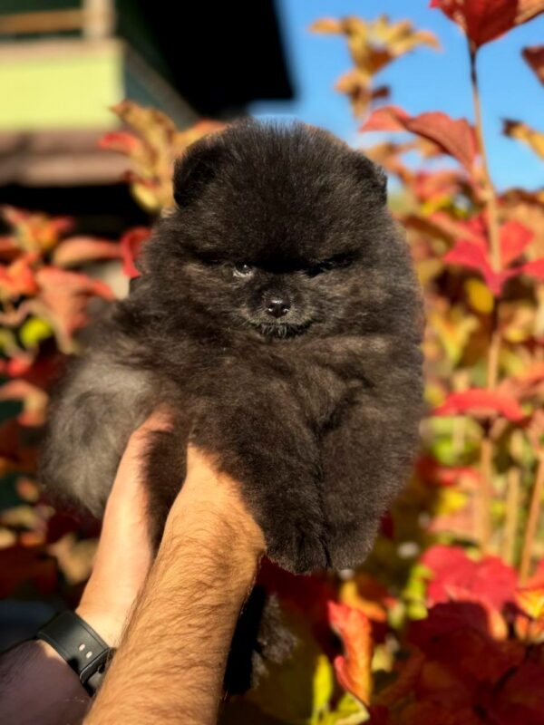 Jett Pomeranian